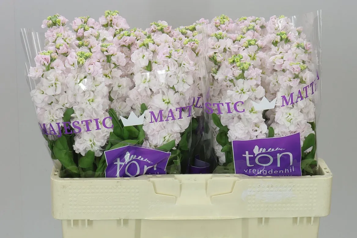 Matthiola Silver 52cm • 52 cm