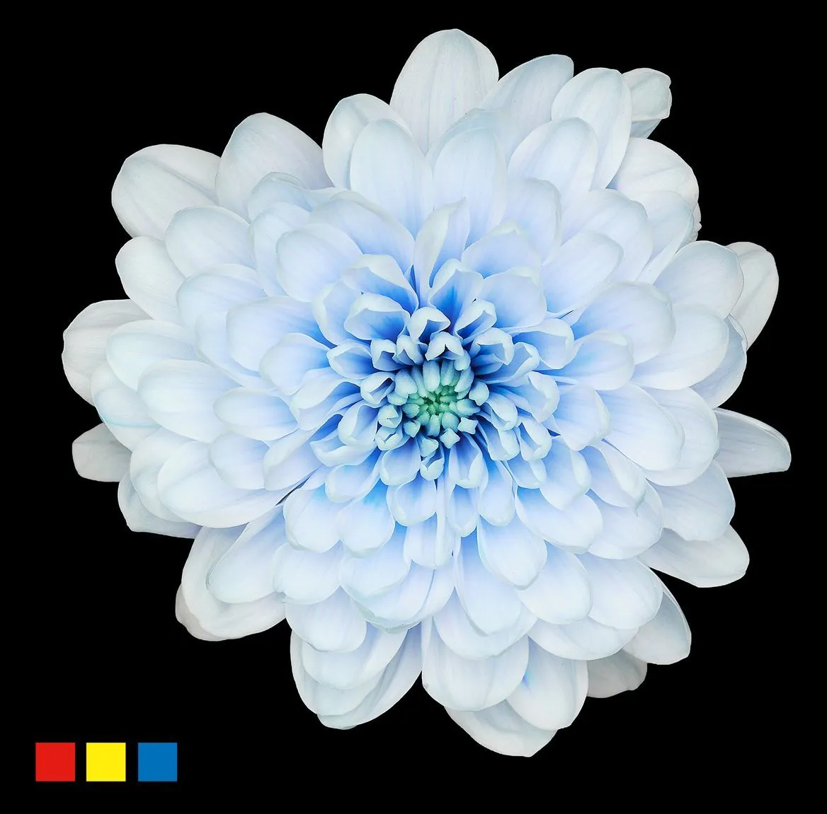 Chryzantéma trsová Altaj Delfs Blue • 70 cm