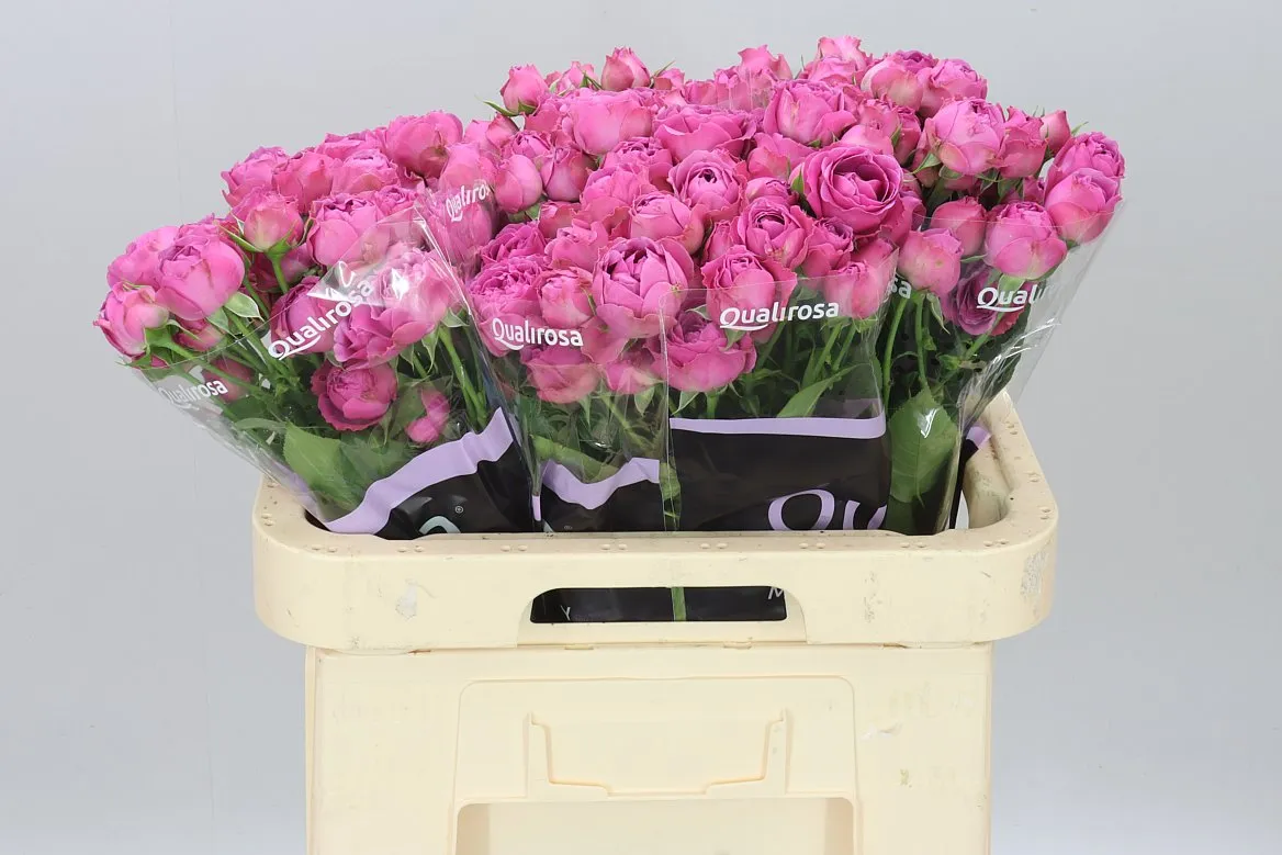 Rosa Tr Misty Bubbles • 60 cm