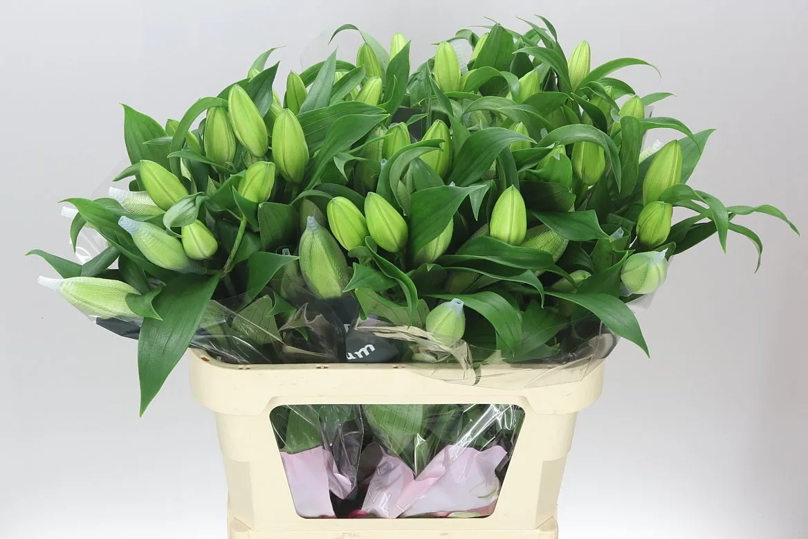 Ľalia orientálna Roselily Aisha White ( Double ) • 80 cm