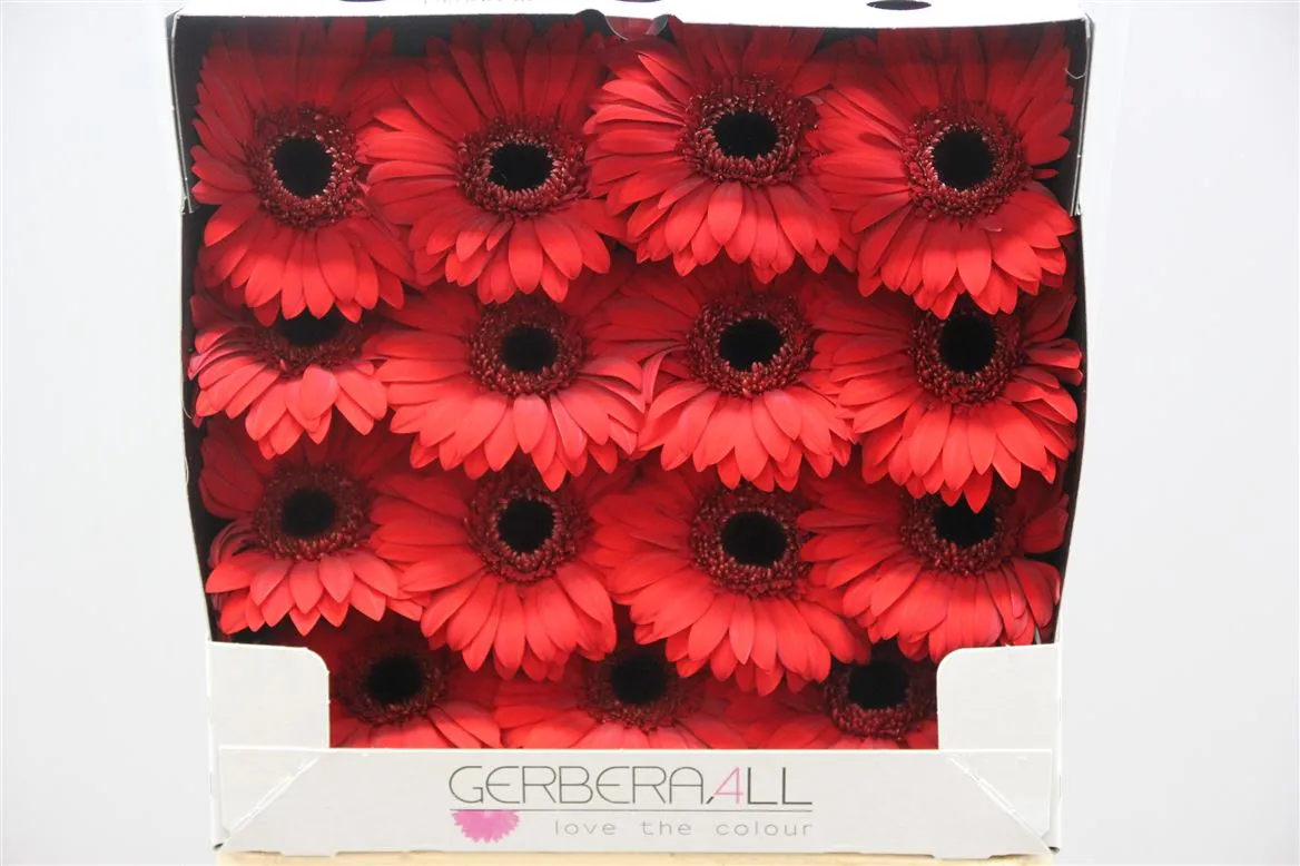 Gerbera Diamond Blinddate • 55 cm