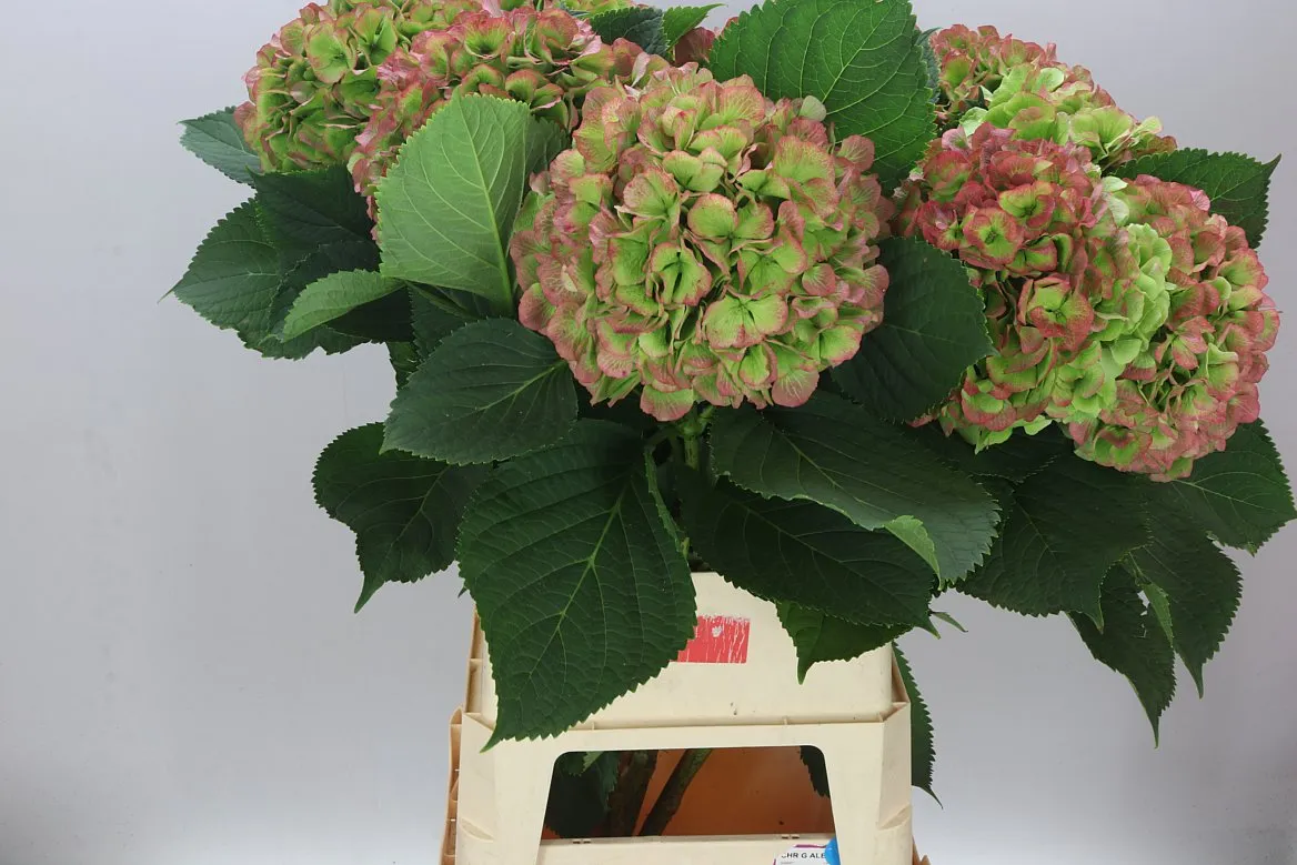 Hortenzia Verena Green Red Classic • 100 cm