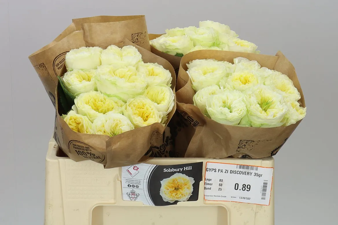 Rosa Gar Solsbury Hill • 50 cm