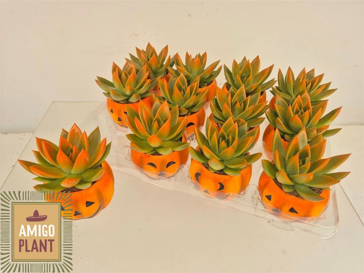 Echeveria Miranda Bicolour Halloween v keramike • črepník 6 cm