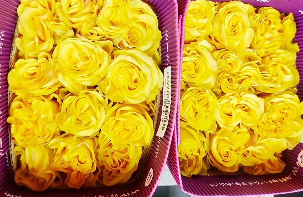 Rosa Gr Ec Glitz • 50 cm