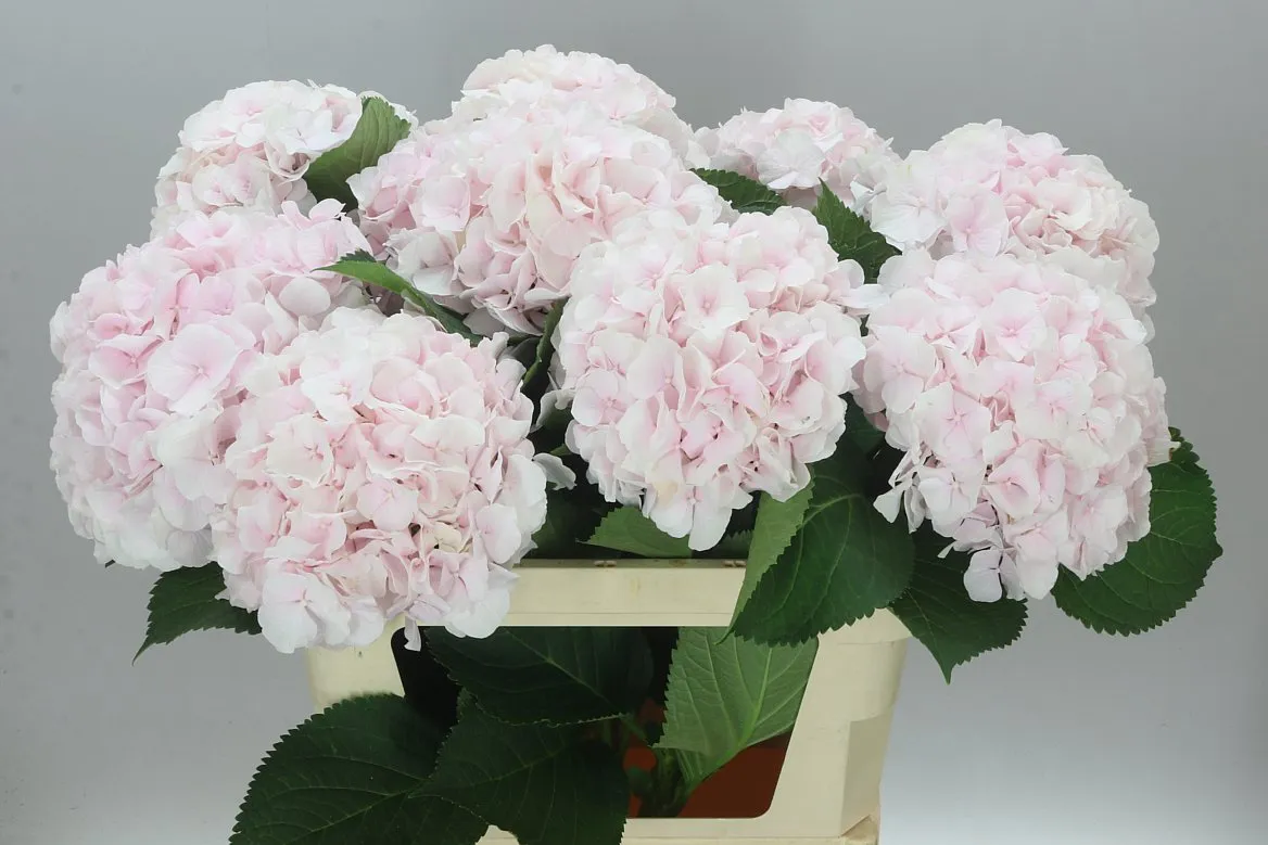 Hyd Sweet Verena • 80 cm