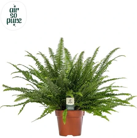 Nephrolepis Green Lady - Air So Pure • črepník 17 cm