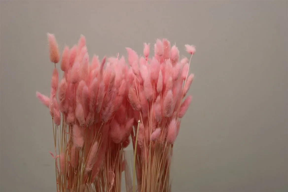 Lagurus Light Pink, sušené • 65 cm