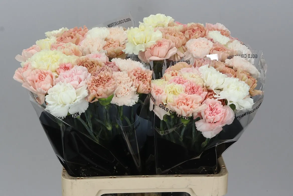 Karafiát mix Wedding • 60 cm