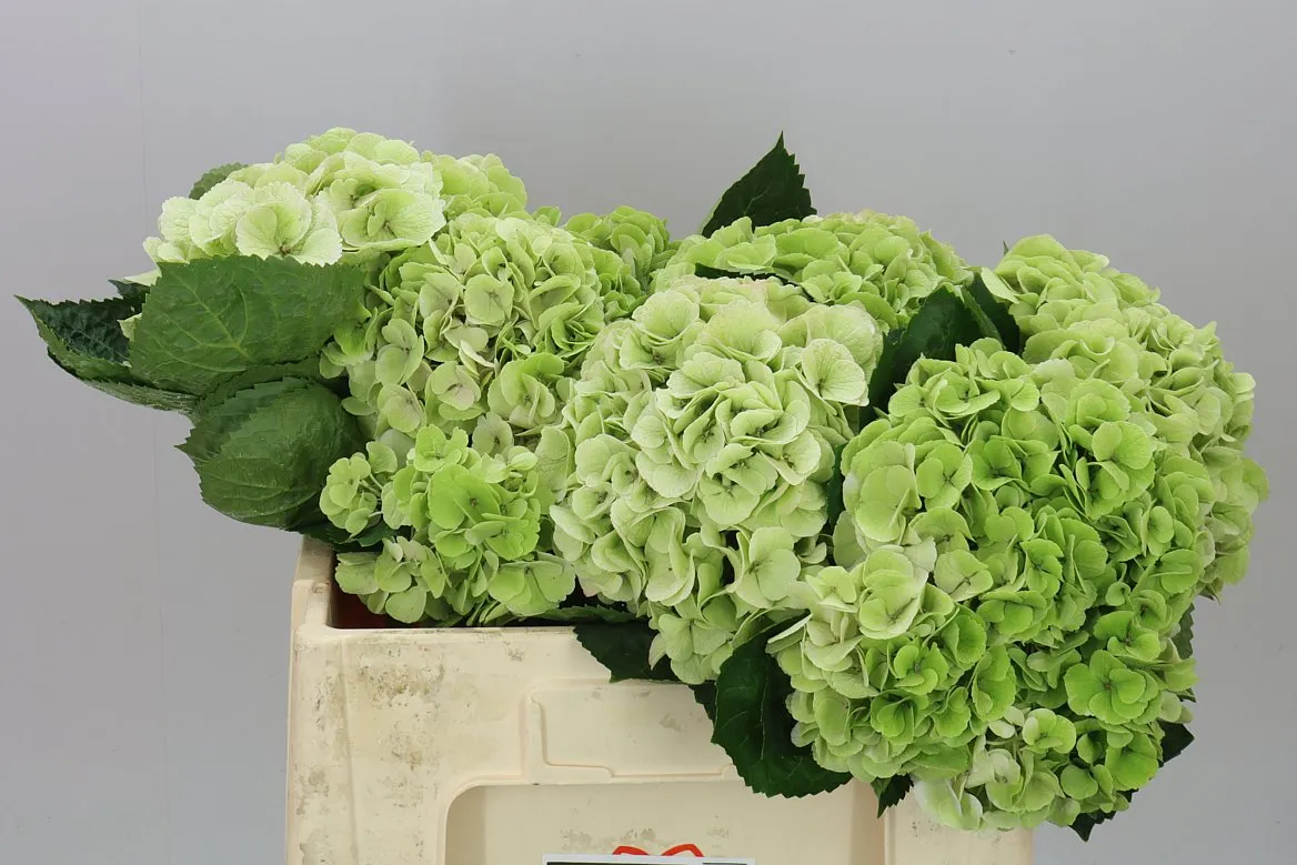 Hortenzia Match Classic Green • 50 cm