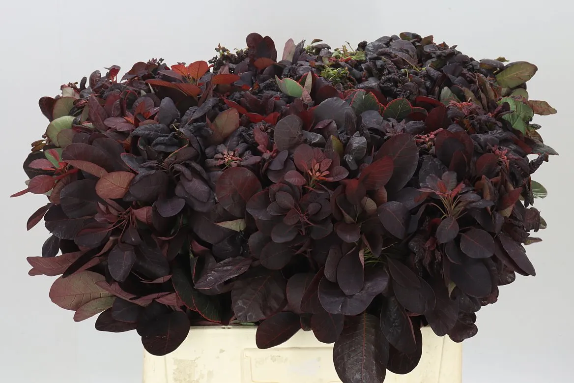 Cotinus Blad • 60 cm