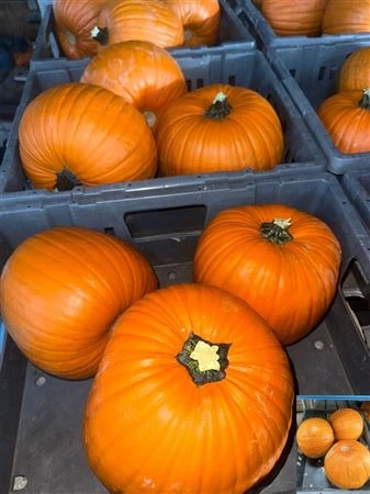 Okrasná tekvica Maxima Halloween
