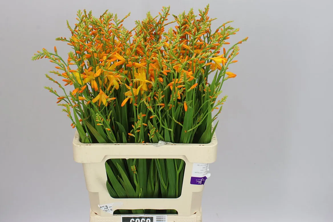 Crocosmia George Davidson • 65 cm