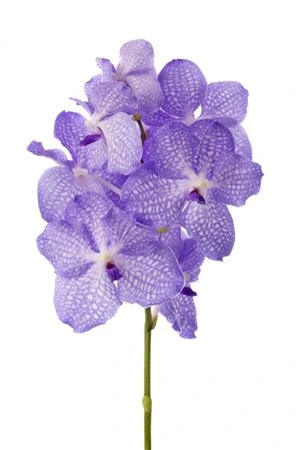Orchidea Vanda Kan Angelite