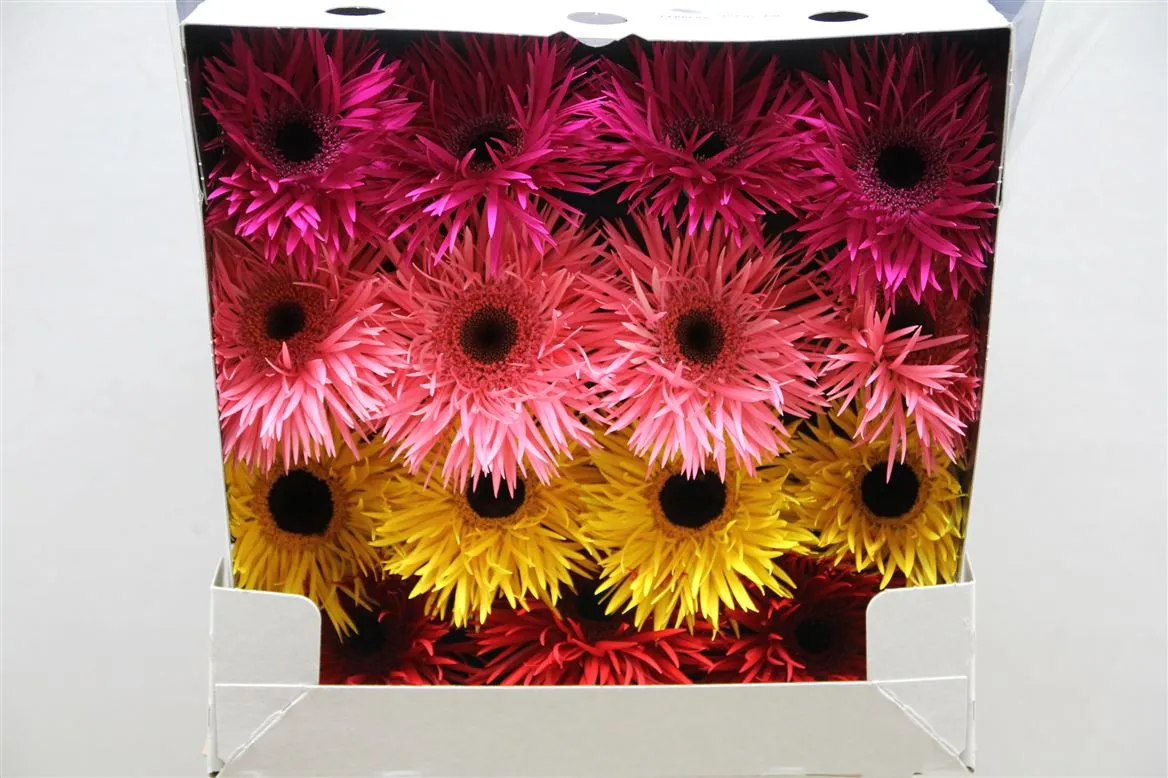 Gerb D Spider Spring Mixed • 55 cm