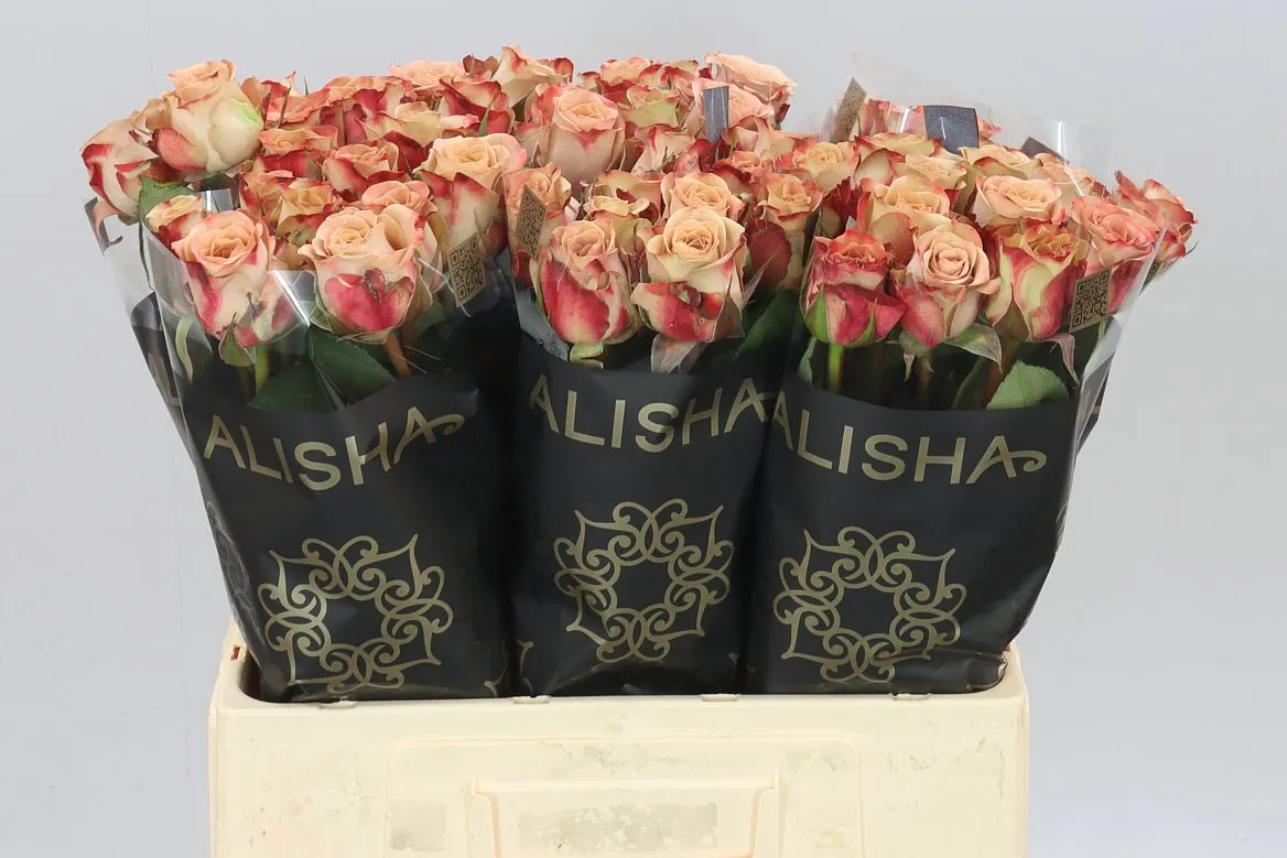 Rosa Gr Cappuccino • 60 cm