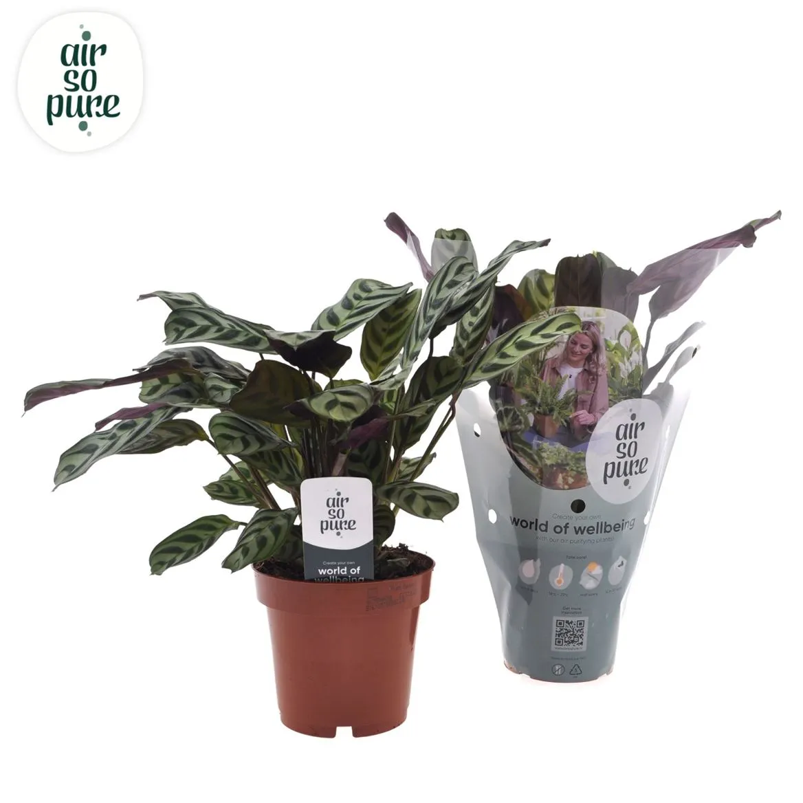 Ctenanthe Burle Marxii • črepník 12 cm