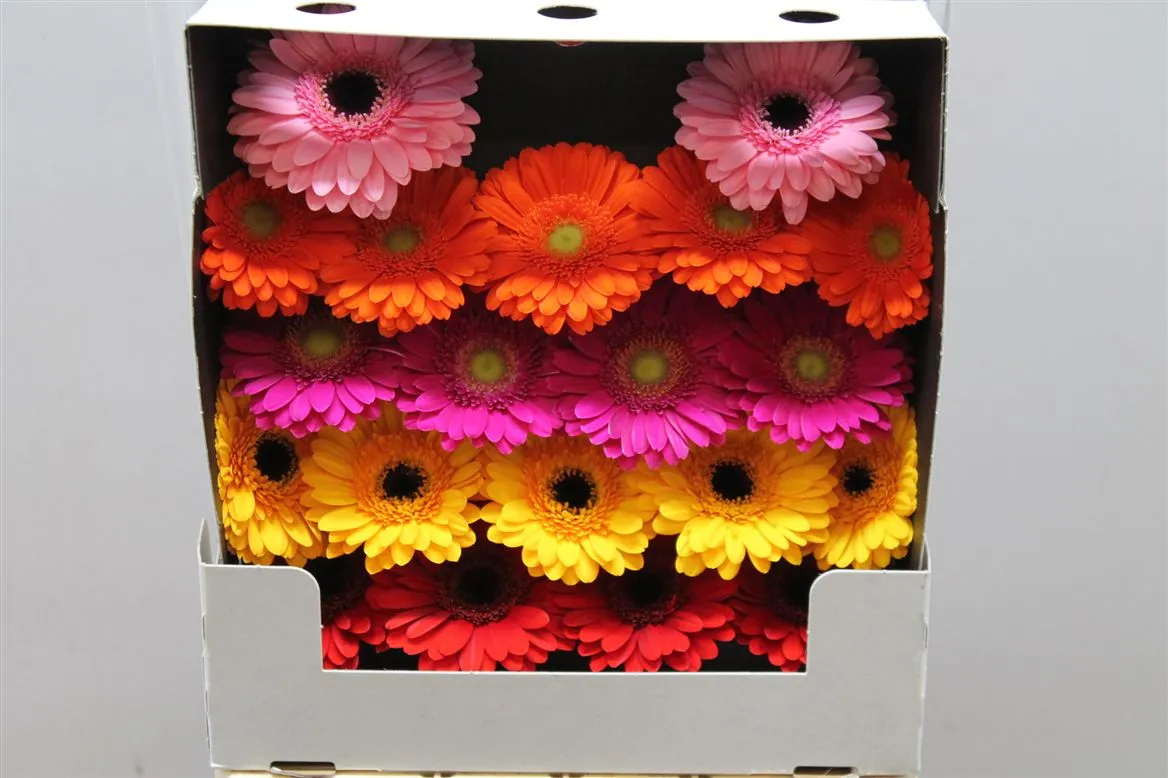 Germini Diamond mix • 55 cm