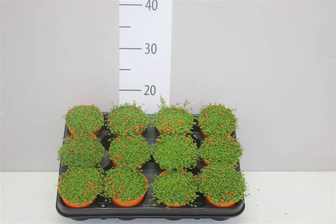 Nertera Gr Astrid Colorpot A2 • črepník 9 cm