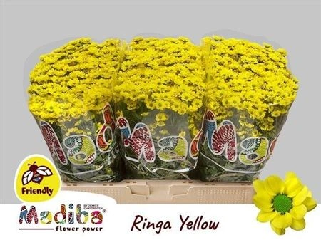Chryzantéma santini Mad Ringa Yellow • 55 cm