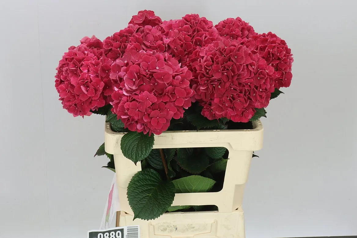 Hortenzia Ruby Pink • 60 cm