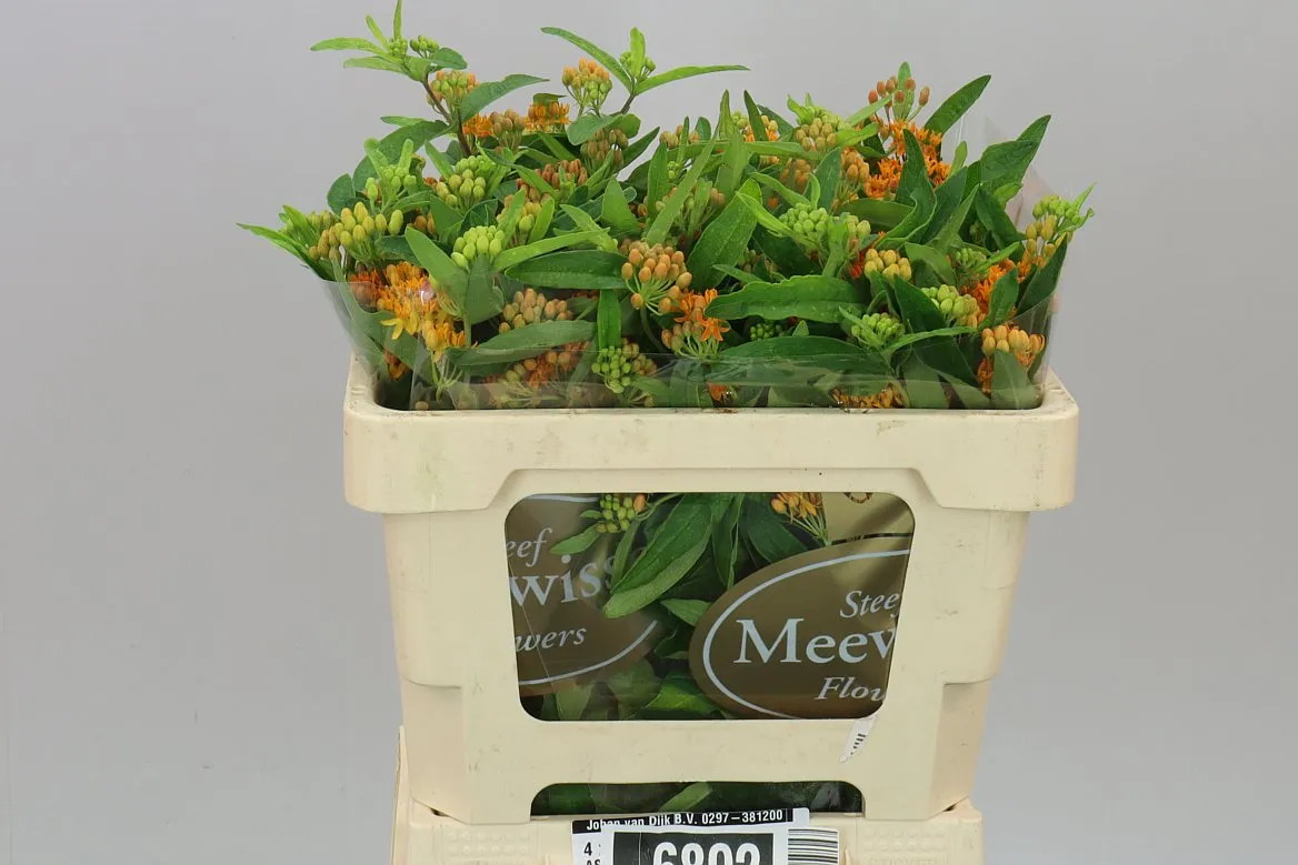 Asclepias Tuberosa • 50 cm