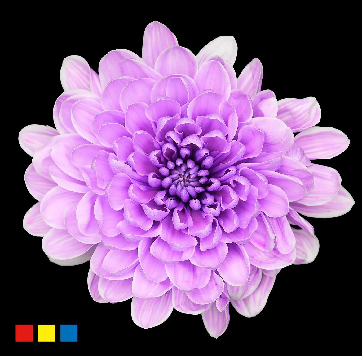 Chryzantéma trsová Altaj New Lila • 70 cm