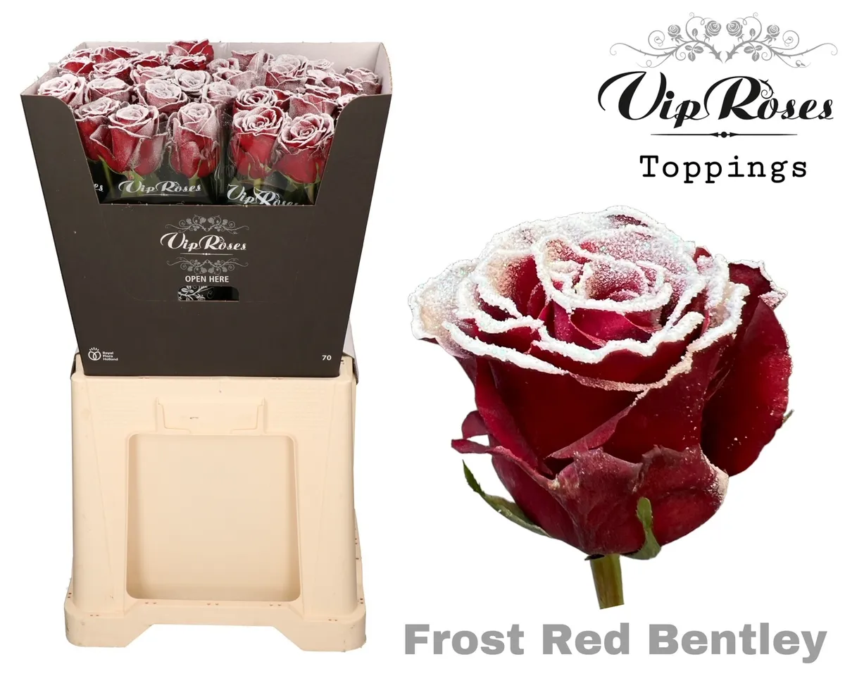 Ruža Frost Red Bentley X20 • 70 cm
