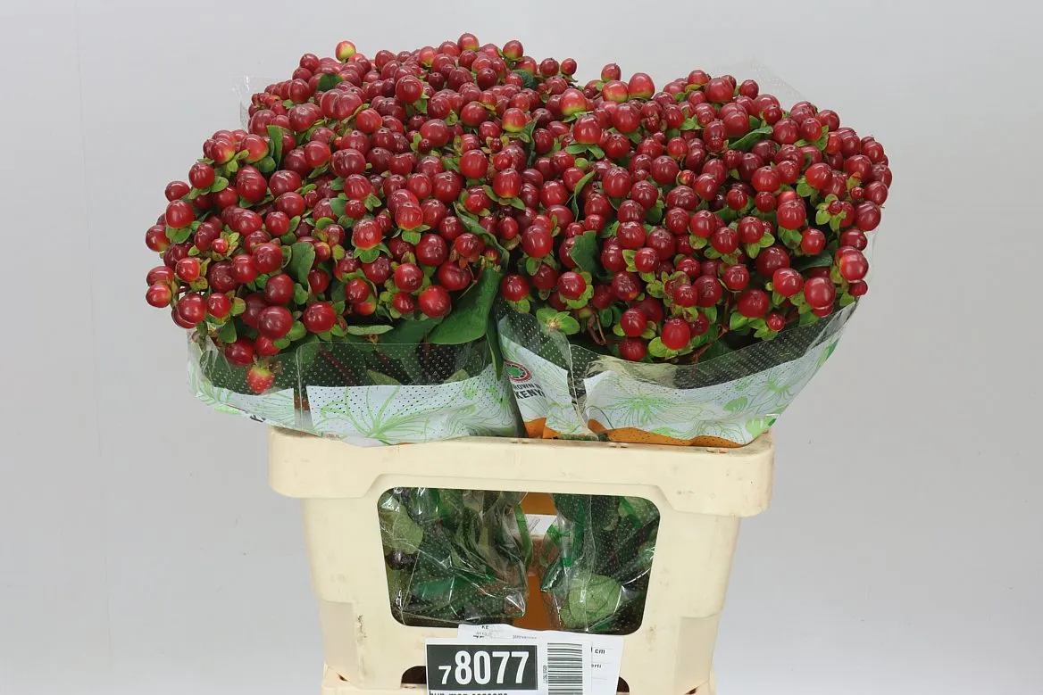 Hyp Mag Seasons • 60 cm