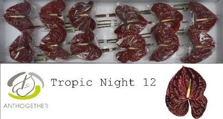 Anth Tropic Night