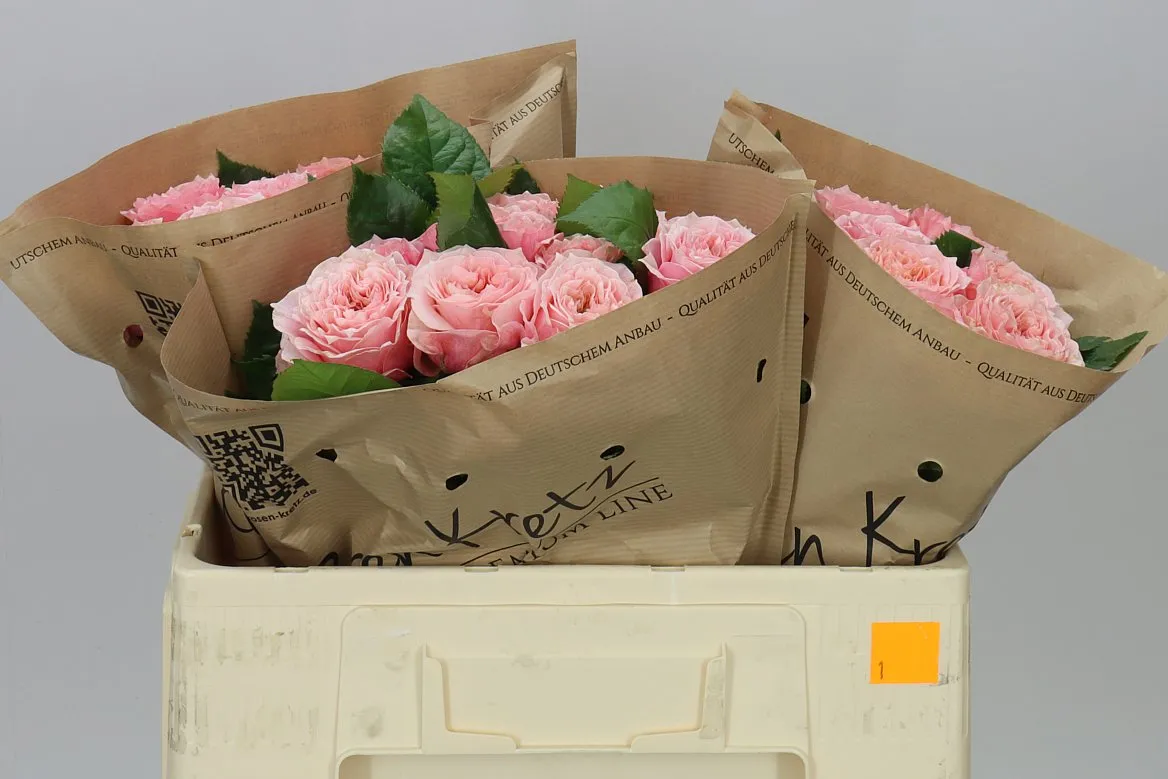 Rosa Gar Elena • 50 cm