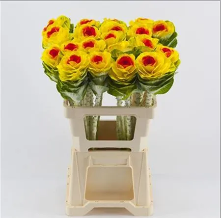 Brassica Painted Yellow Red • 60 cm