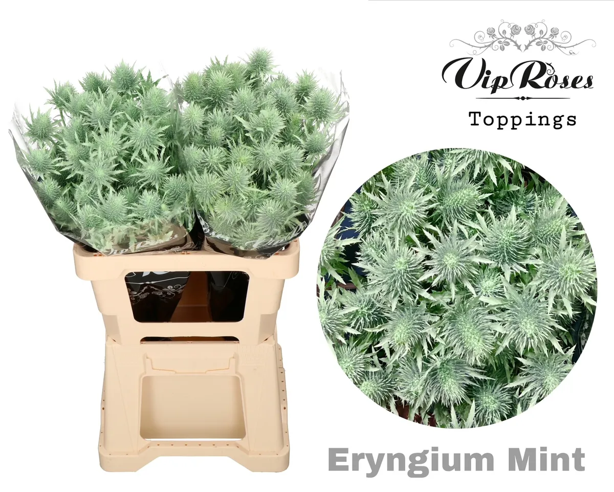 Eryngium Supernova Mint 60cm • 60 cm