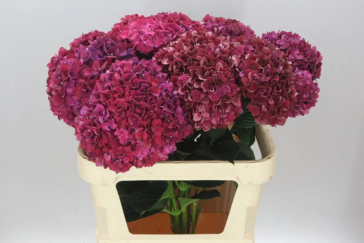 Hyd Ruby Aubergine • 80 cm