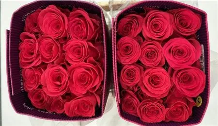 Rosa Gr Ec Vipink • 60 cm