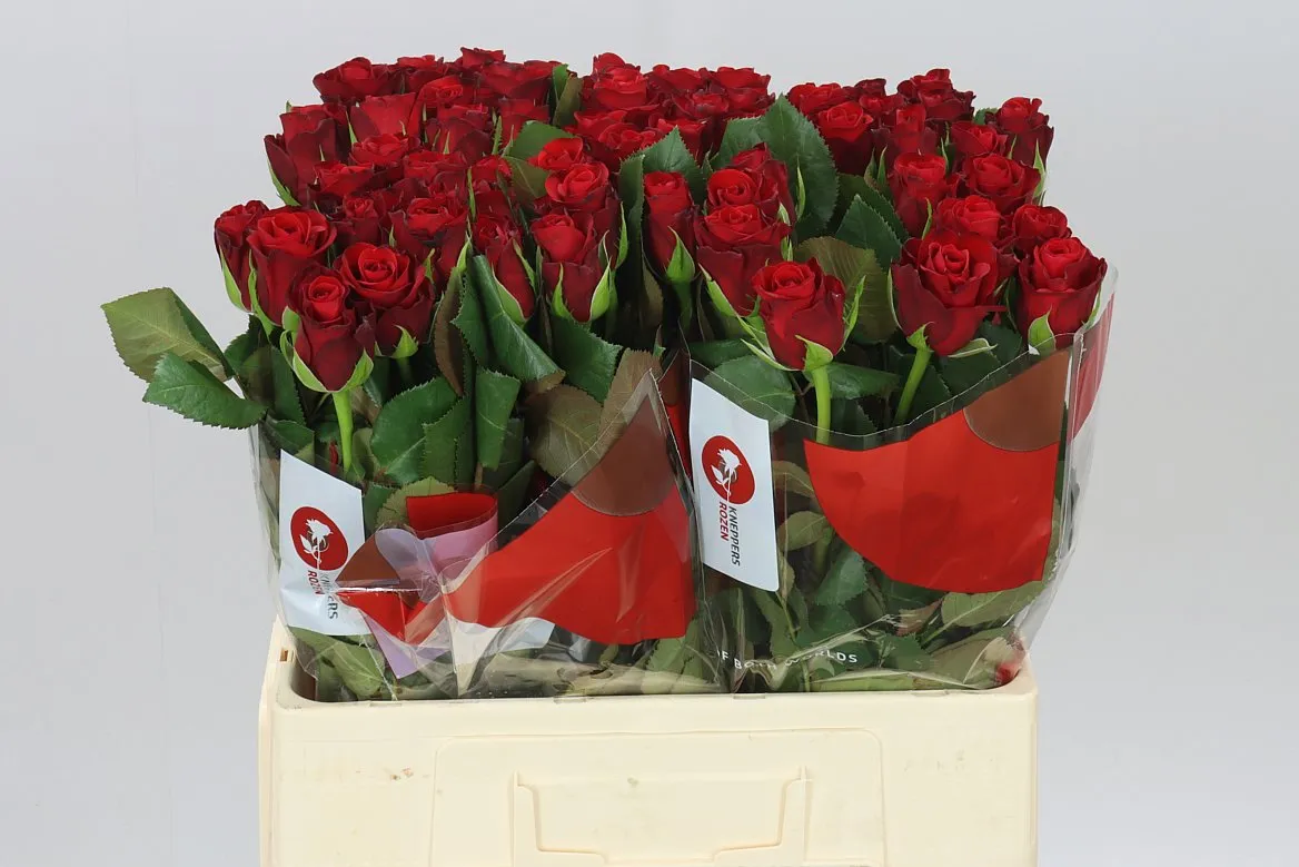 Rosa Gr Red Ribbon • 60 cm