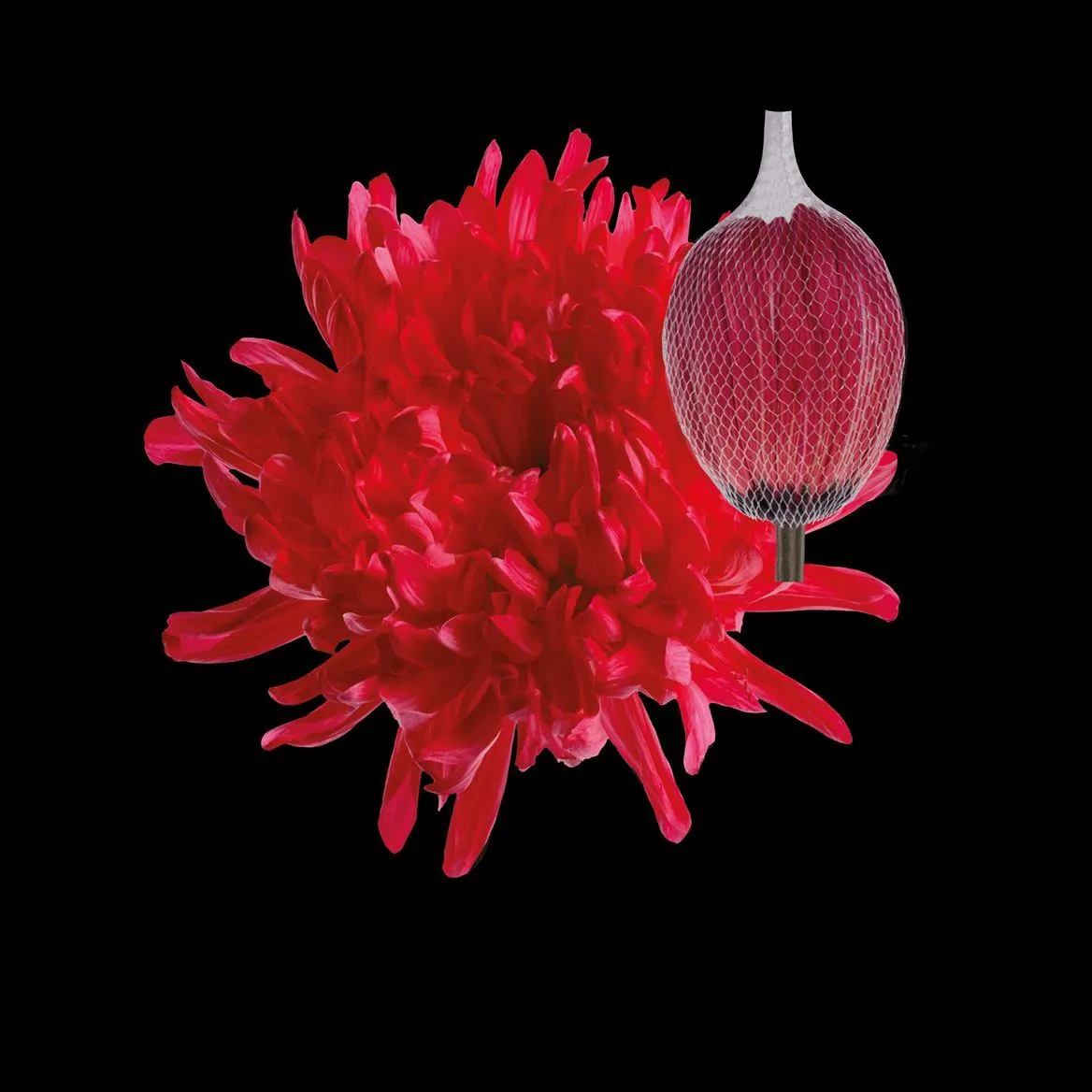 Chryzantéma veľkokvetá Antonov Red • 70 cm