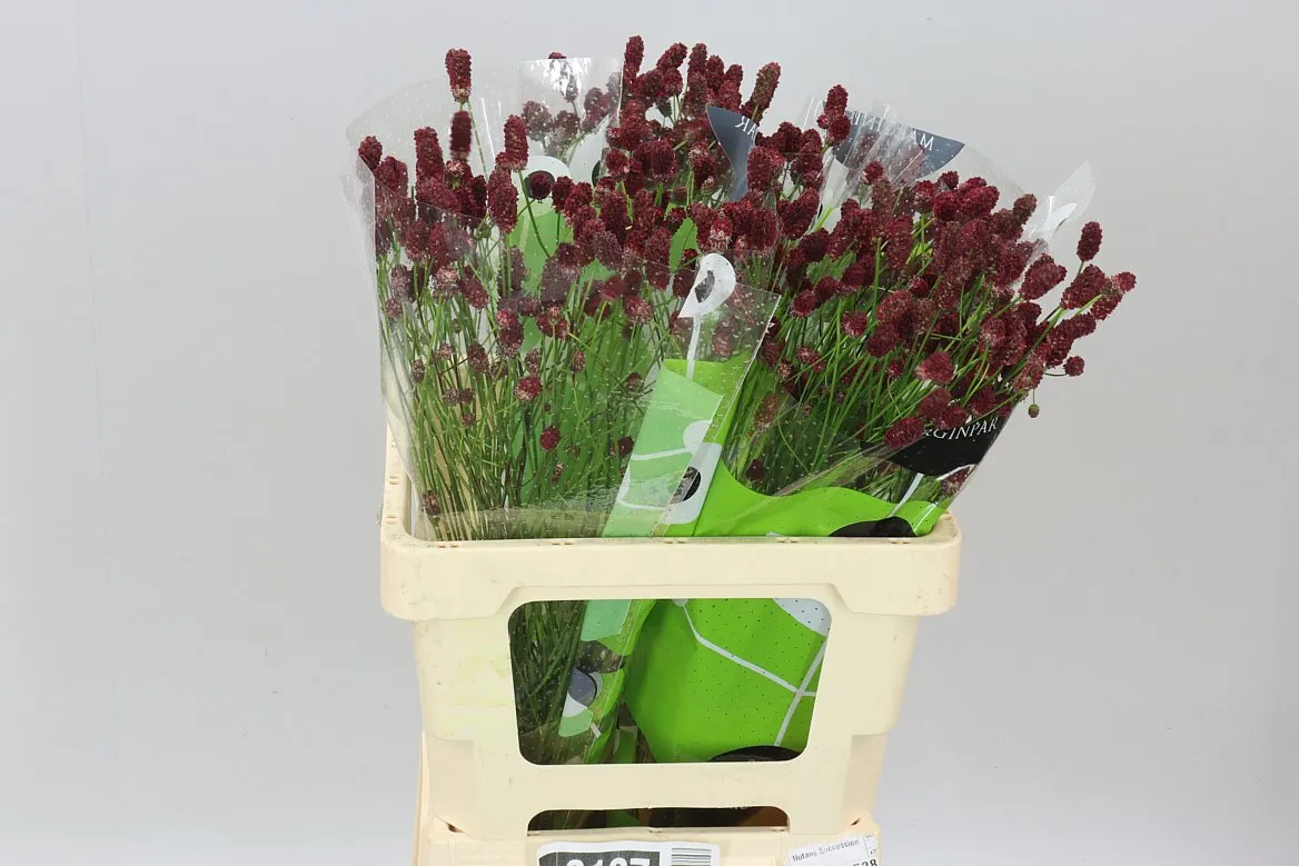 Sanguisorba Off Red Dream • 60 cm