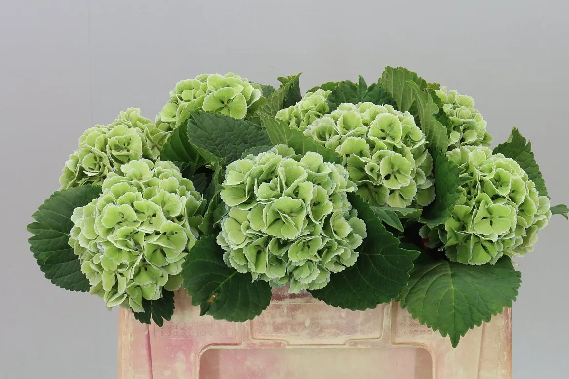 Hyd Lolly Pop Green Classic • 50 cm