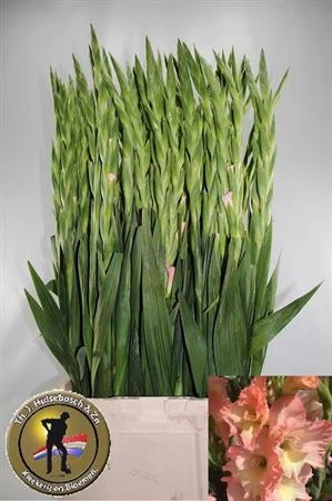 Gladiola Careless 100cm • 100 cm