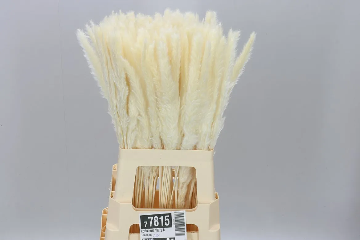 Cortaderia Fluffy Bleached • 65 cm