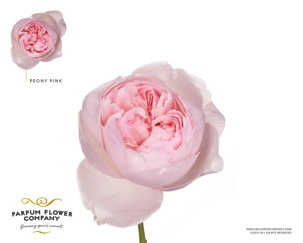 Rosa Gar Scented Peony Pink • 50 cm