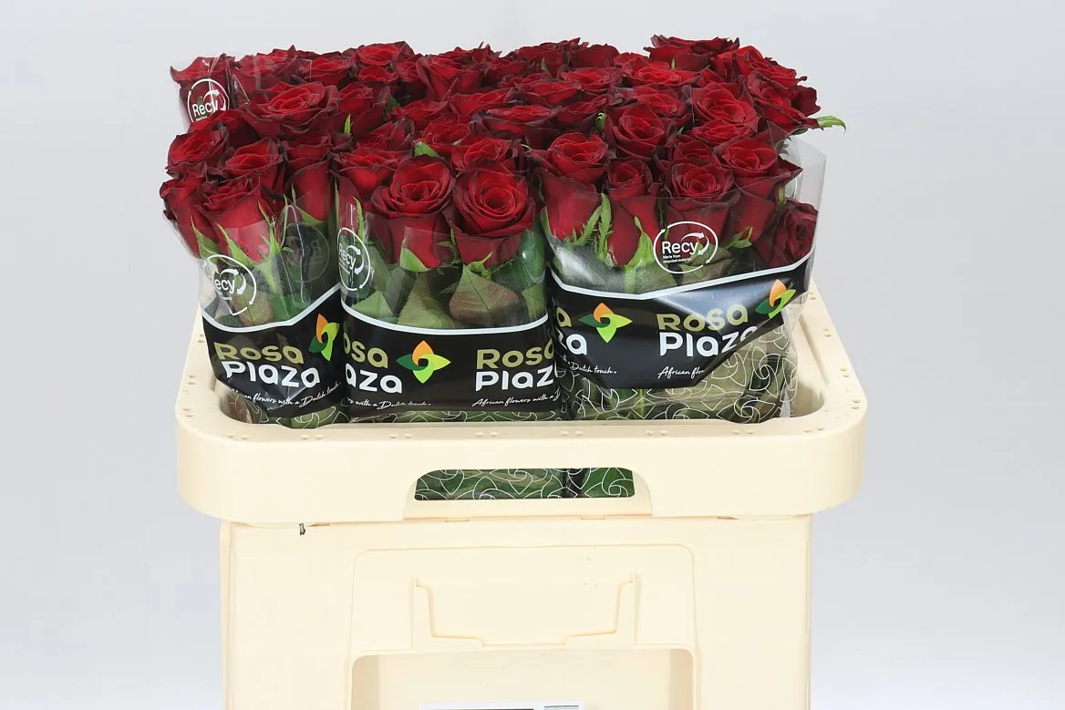 Rosa Gr Monte Carlo • 60 cm