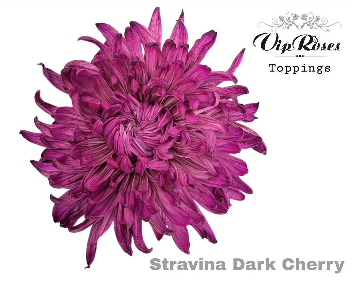 Chryzantéma veľkokvetá Stravina Dark Cherry • 65 cm