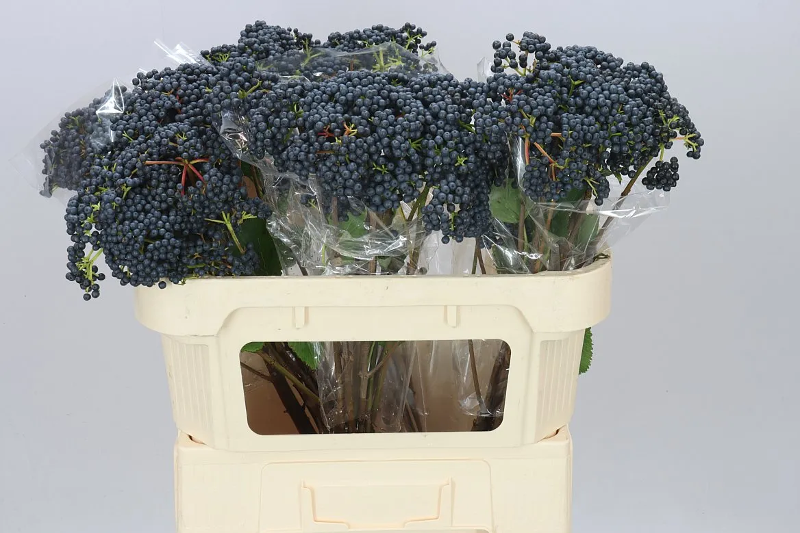 Viburnum De Inge A2 • 70 cm