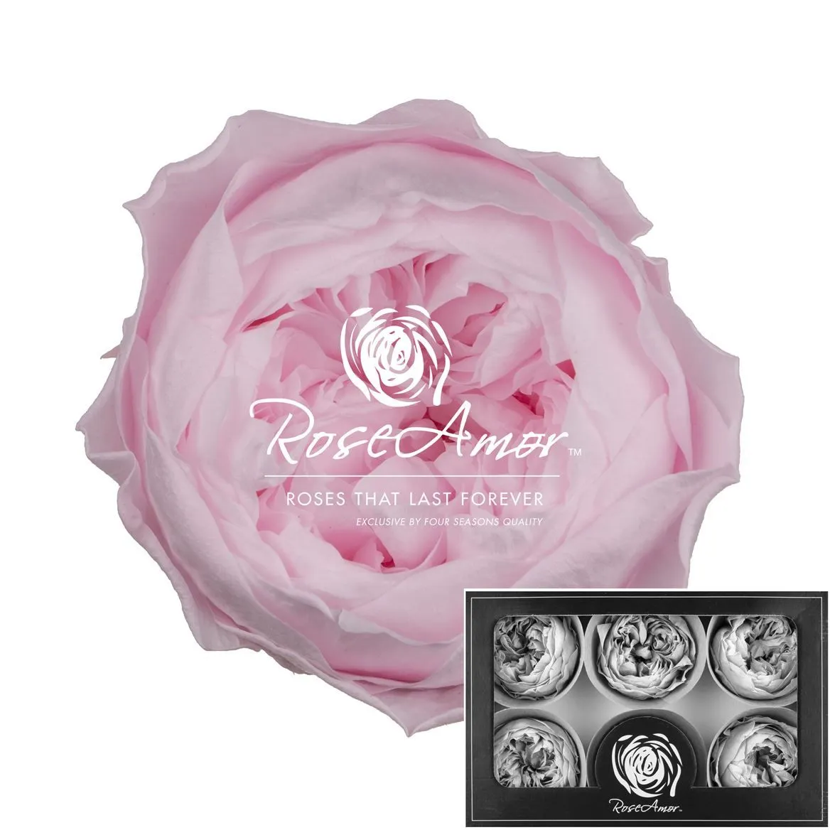 Stabilizovaná záhradná ruža Niki XL ⌀ 6 cm, ružová PIN99