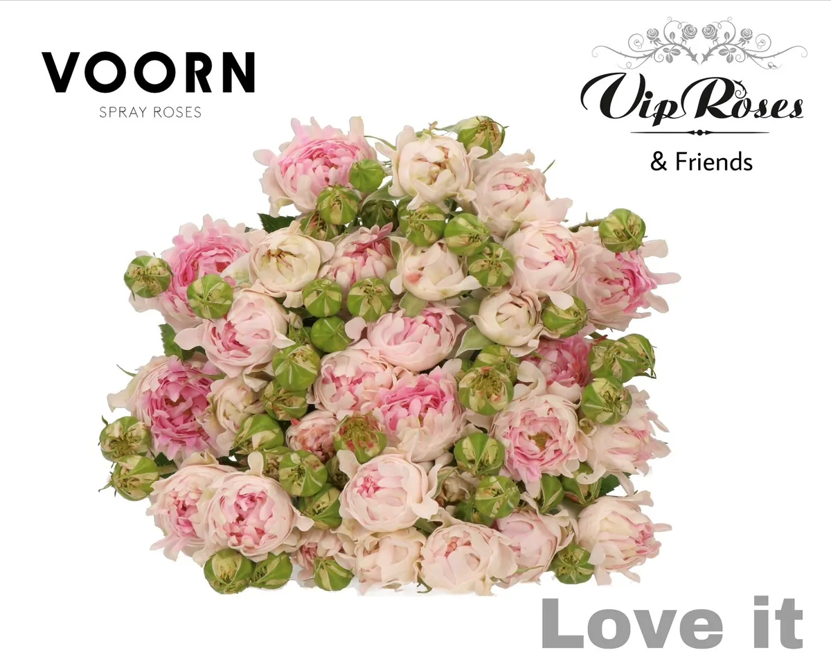 R Tr Love It • 60 cm