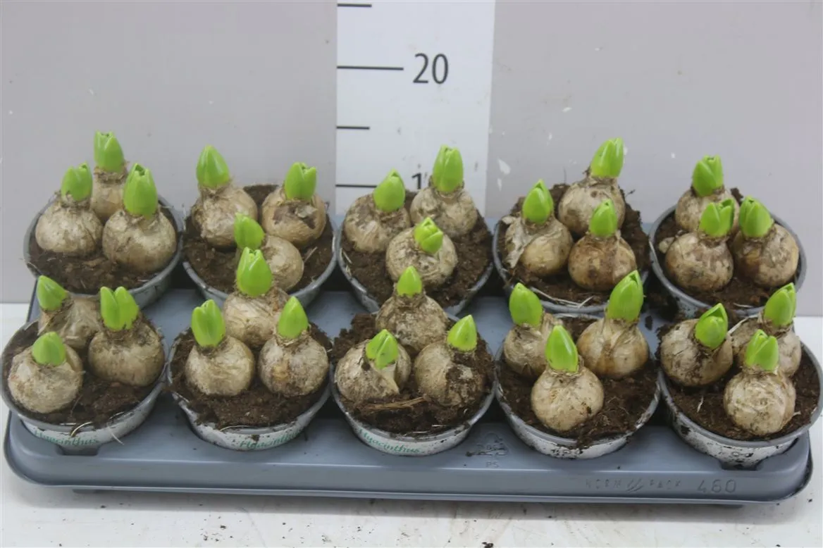 Hyacinthus White Ideal 3pp • črepník 12 cm