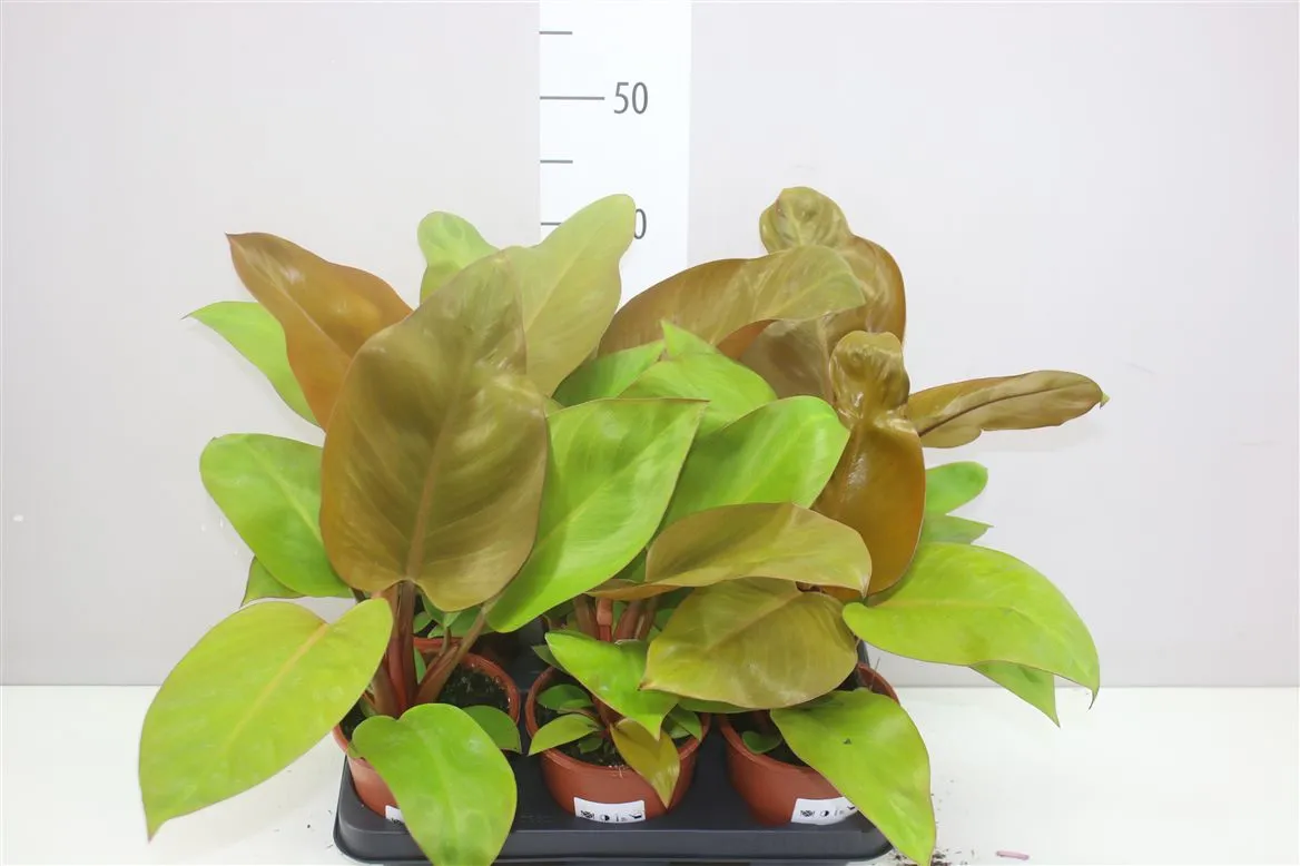 Philodendron Special • črepník 13 cm