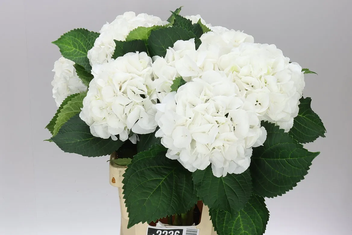 Hyd Schneeball • 65 cm